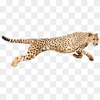 Cheetah Download Png - Cheetah Png Clipart