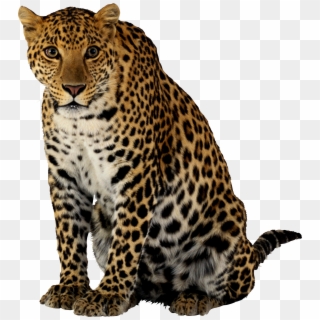 Cheetah Png - Леопард Png Clipart