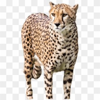 Share This Article - Jason Statham Cheetah Clipart