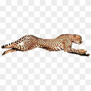 Running Cheetah Transparent Background Png - Cheetah Conservation Fund Clipart
