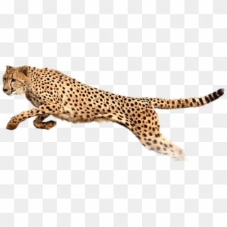 Free Png Cheetah Png Images Transparent - Cheetah Running White Background Clipart