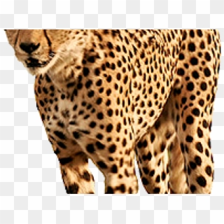 Cheetah Transparent Background Clipart