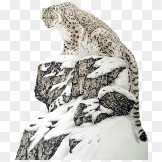 Leopard/cheetah Free Png Image - Beautiful Snow Leopard Clipart