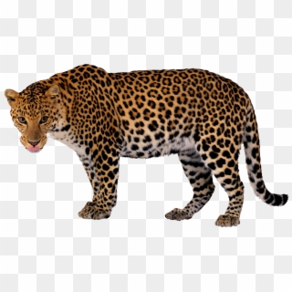 Share This Article - Lion Tiger Cheetah Leopard Jaguar Panther Png Clipart