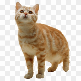 Cat Kitten - Cat With Transparent Background Clipart