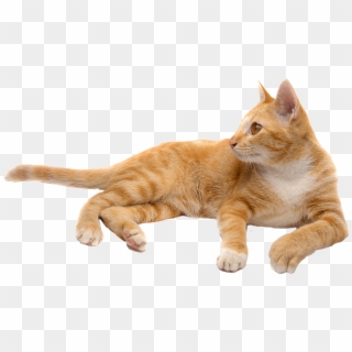 Transparent Cat Clipart