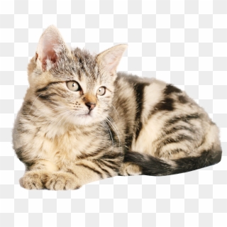 Cat - Png Images Of Cat Clipart
