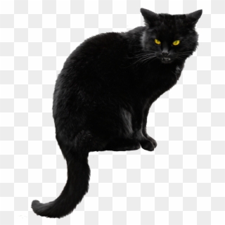 Black Cat Png Hd Clipart