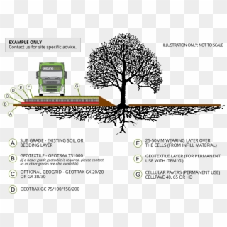 Tree Root Protection Example - Tree Root Protection During Construction Clipart