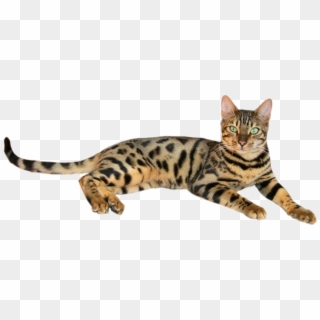 Brown Spotted Tabby Bengal Cat 2 - Yellow Cat With Black Stripes Clipart