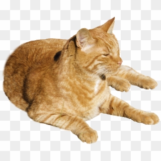 Download Cat Png Transparent Image - Cat Png Clipart