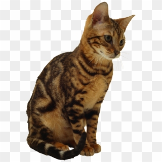 Sitting Cat - Cat Png Transparent Background Clipart