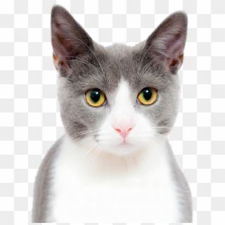 Cat Png Image Purepng - Stock Photo Of Cat Clipart