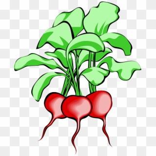 Beet, Beetroot, Vegetable, Root, Plant, Food, Raw - Beets Clipart - Png Download