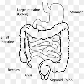Unlabeled Heart Diagram - Large Intestine And Small Intestine Diagram Clipart