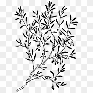 Branches Leaves Plant Tree Png Image - Olive Branch Black And White Clipart