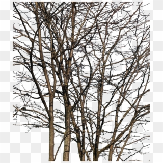 Deciduous Trees Group Winter Iii - Wood Clipart