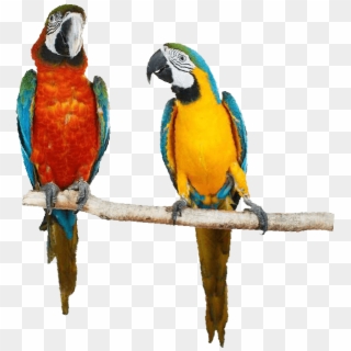 Say Hello - Macaw Clipart