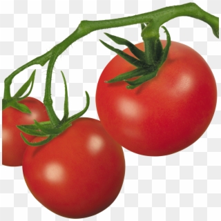 Tomatoes Clipart Ripe - Tomato On Vine Clipart - Png Download