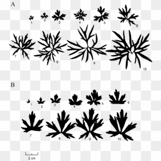 Representative Leaf Samples From The Wet Site And Semi-dry - Illustration Clipart