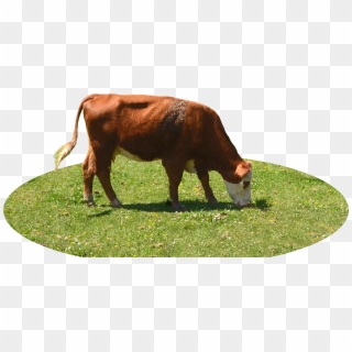 Image - Cow Eating Grass Png Clipart