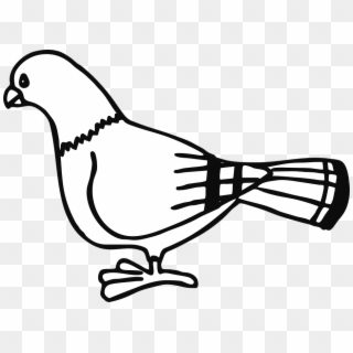 Pigeon Bird Animal - Pigeon Clip Art - Png Download