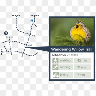 Trails Wandering Willow Trail - Eurasian Golden Oriole Clipart