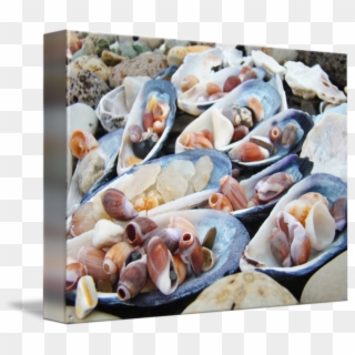 Pictures Of Seashells On The Beach - Mussel Clipart