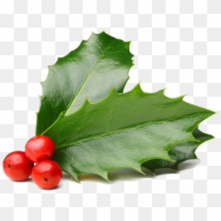 Christmas Berries Png Transparent Background - Transparent Christmas Berry Png Clipart