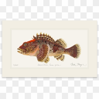 1023 X 664 1 - Northern Longear Clipart