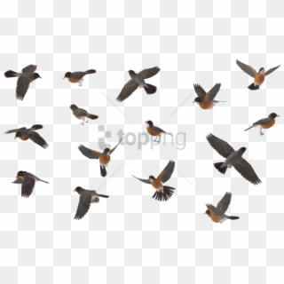 Free Png Sparrow Bird Png Image With Transparent Background - Flying Robin Bird Png Clipart