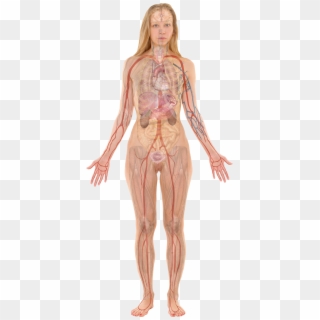 Female With Organs - Female Body Organ Anatomy Clipart