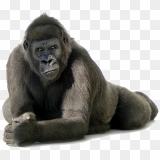 Download Gorilla Png Transparent Images Transparent - Gorilla Transparent Background Clipart