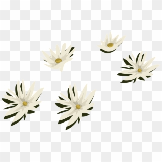 Water Lilies White Flowers Png Image - Plantas De Agua Png Clipart
