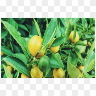 50006 Lemon Tree - Rangpur Clipart