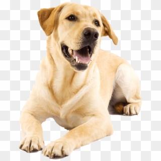 Golden Retriever Puppy - Golden Labrador Clipart