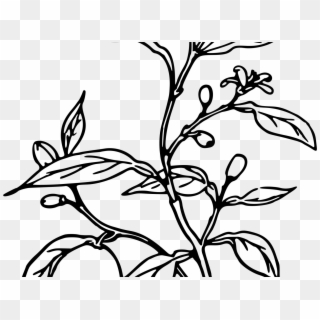 Draw A Lemon Plant Clipart