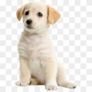 Dog Pup Cute - Png Dog Clipart