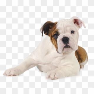 Durango Dog Trainer - Pets Em Fundo Branco Clipart