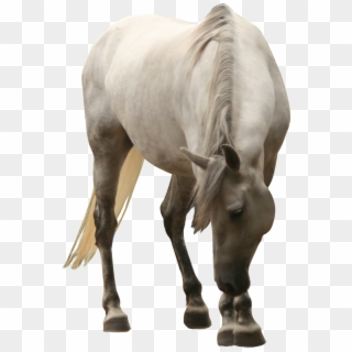 White Horse Png Clipart