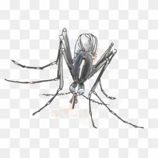 Could This Mosquito Clipart