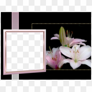 Or - Stargazer Lily Clipart