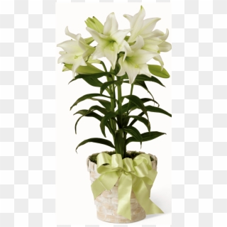 Easter Lily Plant - White Easter Lily Plant Clipart