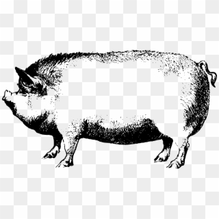 Pink Pig Clip Art - Boar Black And White Clipart - Png Download