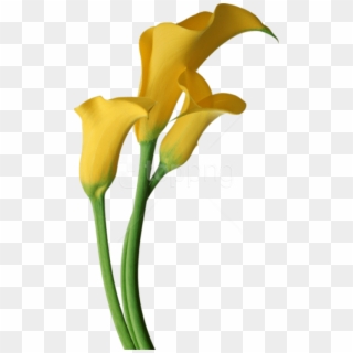 Free Png Yellow Transparent Calla Lilies Flowers Png - Yellow Calla Lily Png Clipart