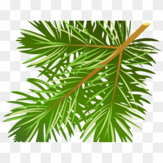 Pine Tree Clipart Leaf - Pine Tree Branch Clip Art - Png Download