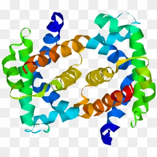 Fetal Hemoglobin - Fetal Hemoglobin Structure Clipart