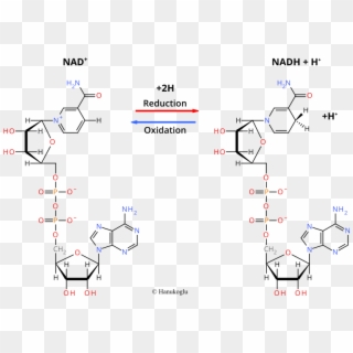 Nad Nadh Redox Reactions - D Fructosa Clipart