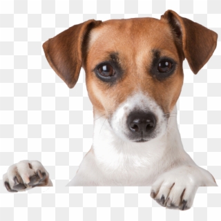 Sign In To Zamba Dogs - Dog Png Transparent Clipart