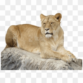 Free Png Lion Animal Png Images Transparent - Portable Network Graphics Clipart
